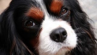 Le cavalier king charles et le king charles