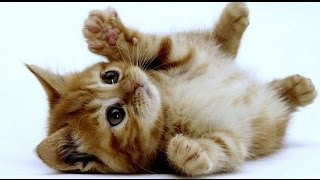 Le chaton