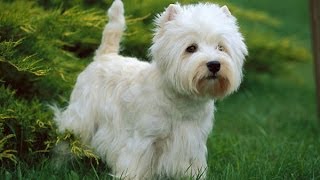 Le Westie ou West Highland White Terrier