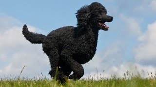 Les chiens de compagnie : le caniche