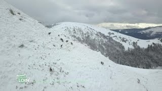 Les Vosges en blanc : la vie en grand