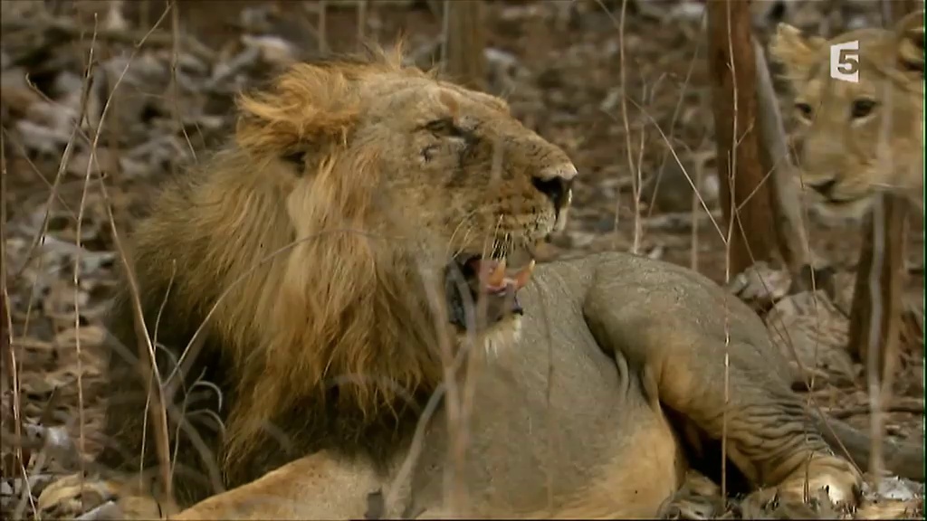 Documentaire Secrets de l’Inde sauvage : le désert du lion