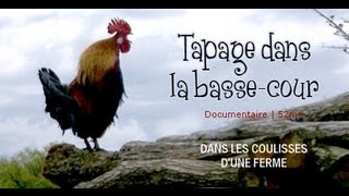 Tapage dans la basse-cour : aventure à la ferme