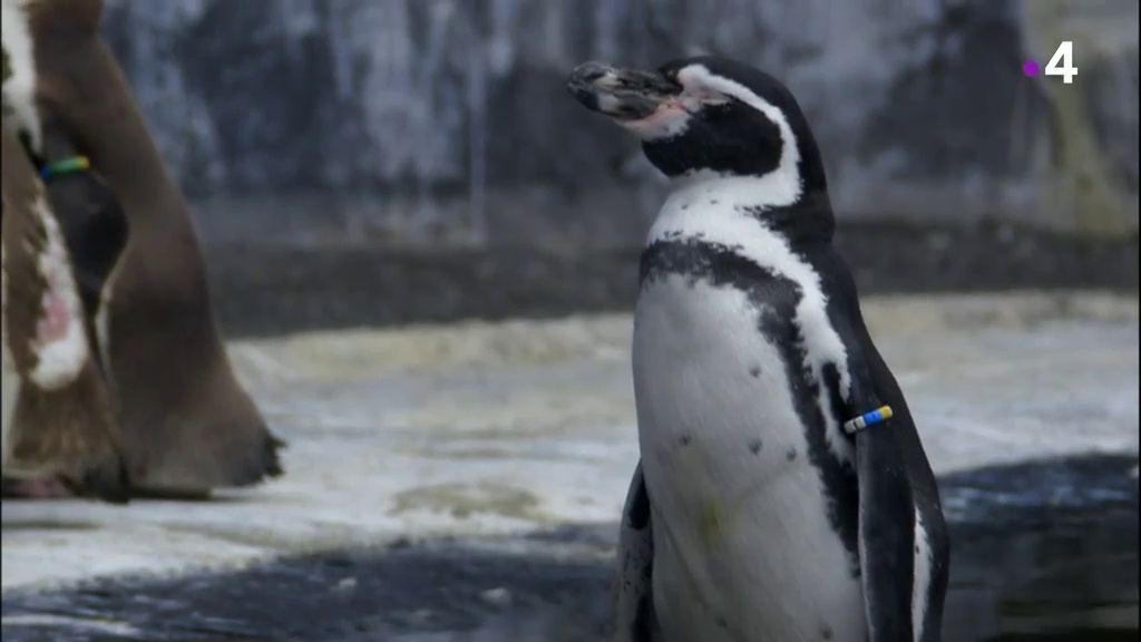 Un zoo à Paris - Au milieu des manchots