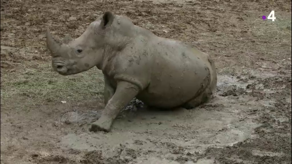 Documentaire Un zoo à Paris – Un enclos pour deux rhinos