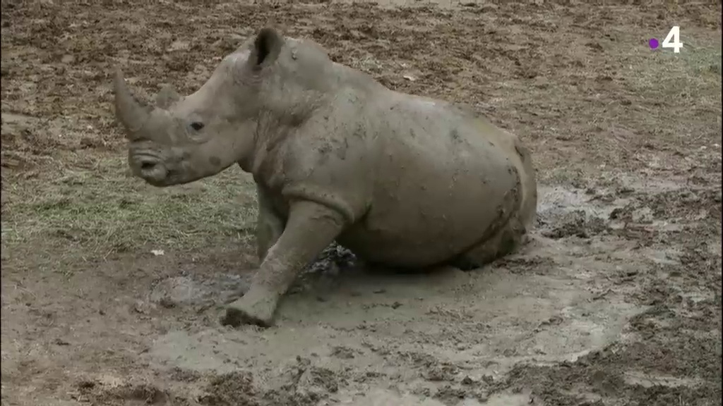 Un zoo à Paris - Un enclos pour deux rhinos