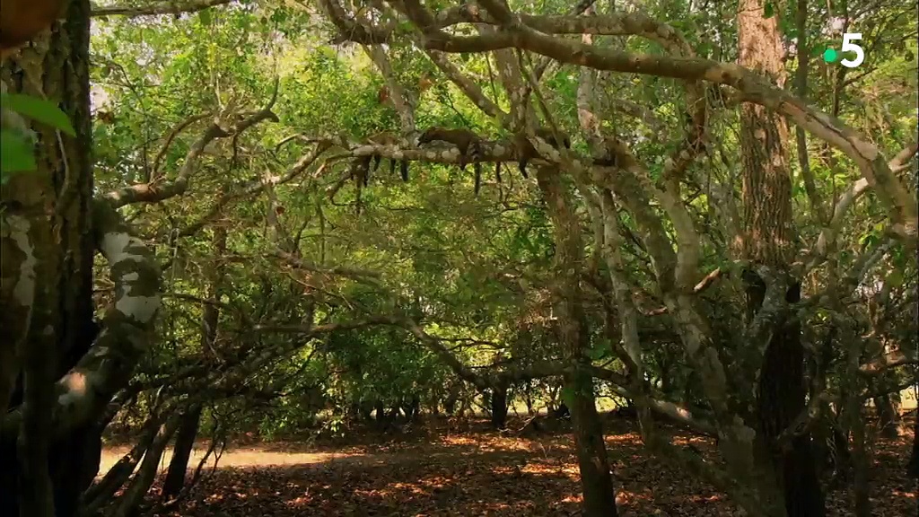 Au rythme des saisons - La renaissance