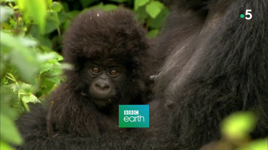 Documentaire Bébés animaux – Une enfance à la montagne