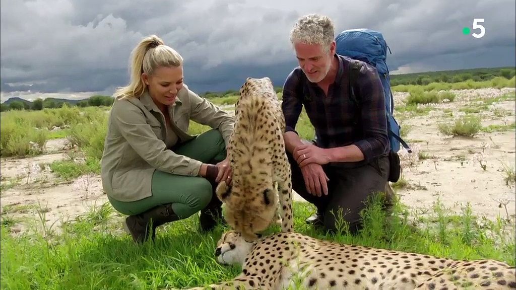 Documentaire Caméra à la patte – Guépards, otaries et babouins