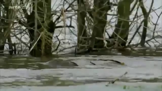 Documentaire La France sauvage – La Loire, un fleuve libre