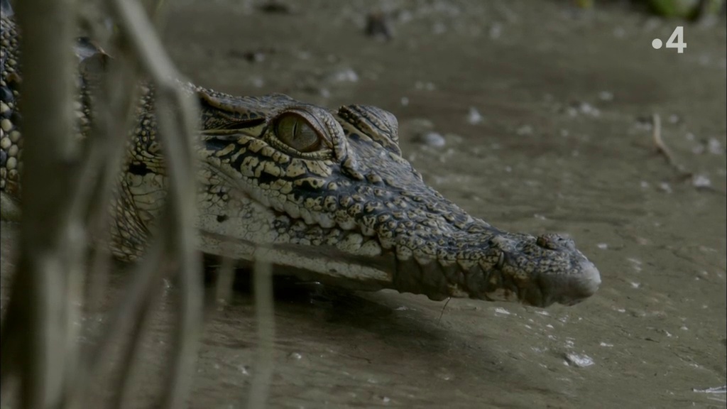 Documentaire Le plus grand crocodile du monde