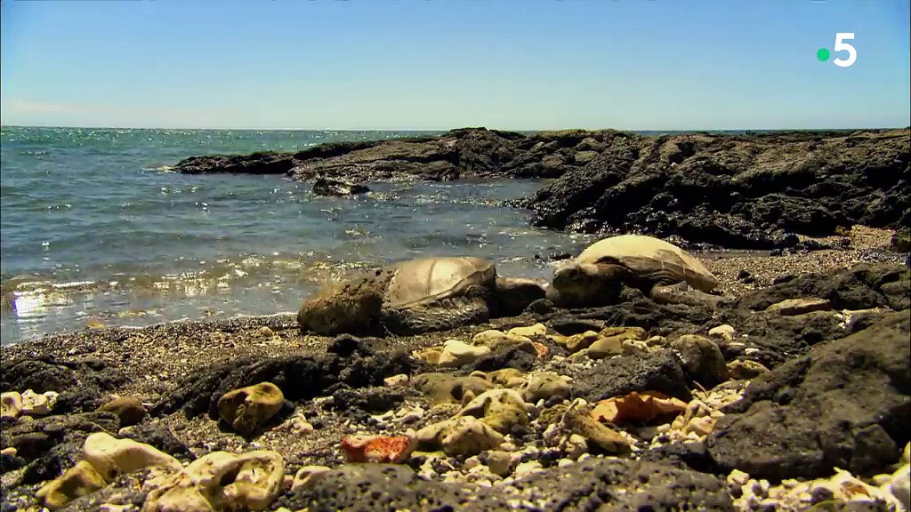 Documentaire Hawaii, archipel sauvage – La terre et le feu