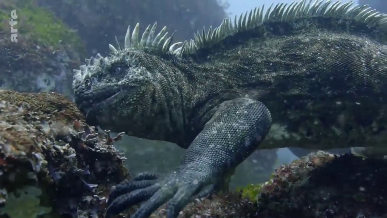 Documentaire L’iguane marin des Galapagos