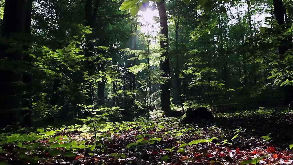 Documentaire La course pour la vie – Tueurs nés