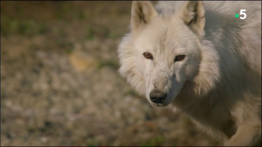 Documentaire La famille loup et moi – Première rencontre