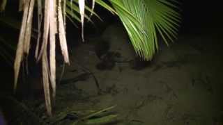 Documentaire Les tortues (2/2)