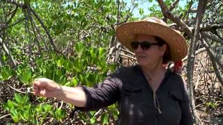 Documentaire Mangrove (1/2)