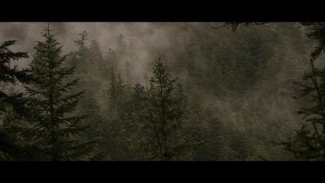 Documentaire Songe d’une forêt