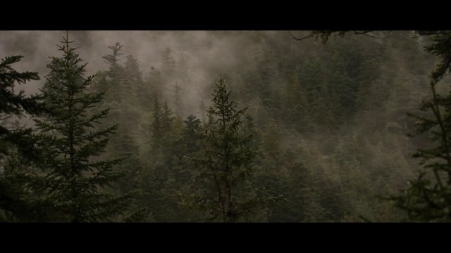 Songe d'une forêt