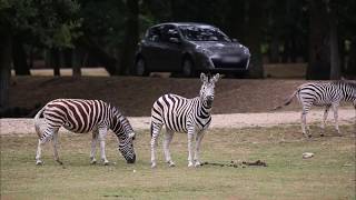 Thoiry : un zoo pas comme les autres