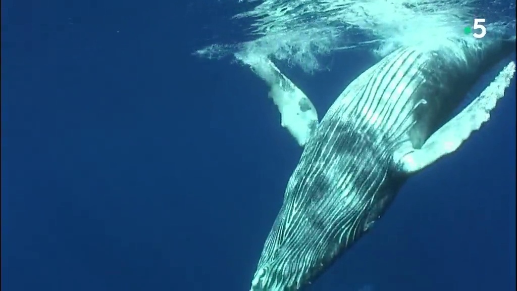 Documentaire Voyage avec les baleines a bosse