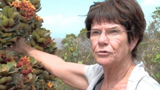 La forêt humide en tyrolienne