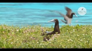 Les oiseaux d'Entrecasteaux