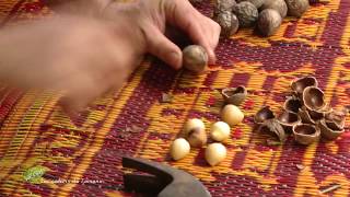 Les secrets du tamanou