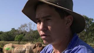 Une journée chez un stockman