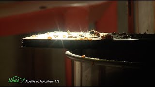 Abeille et apiculteur (1/2)