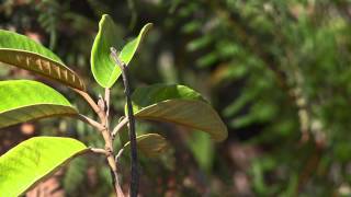 Documentaire Pandathlon, une course pour la nature