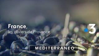 La production d’huile d’olives en Provence