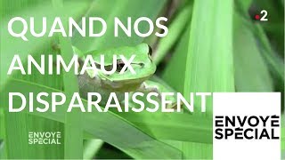 Quand nos animaux disparaissent…