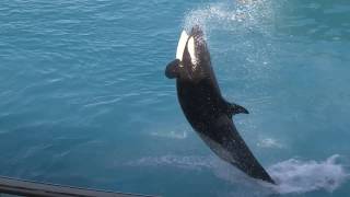 Documentaire Au coeur de Marineland : la magie des océans