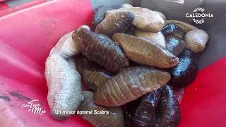 Entre terre et mer - Un trésor nommé Scabra