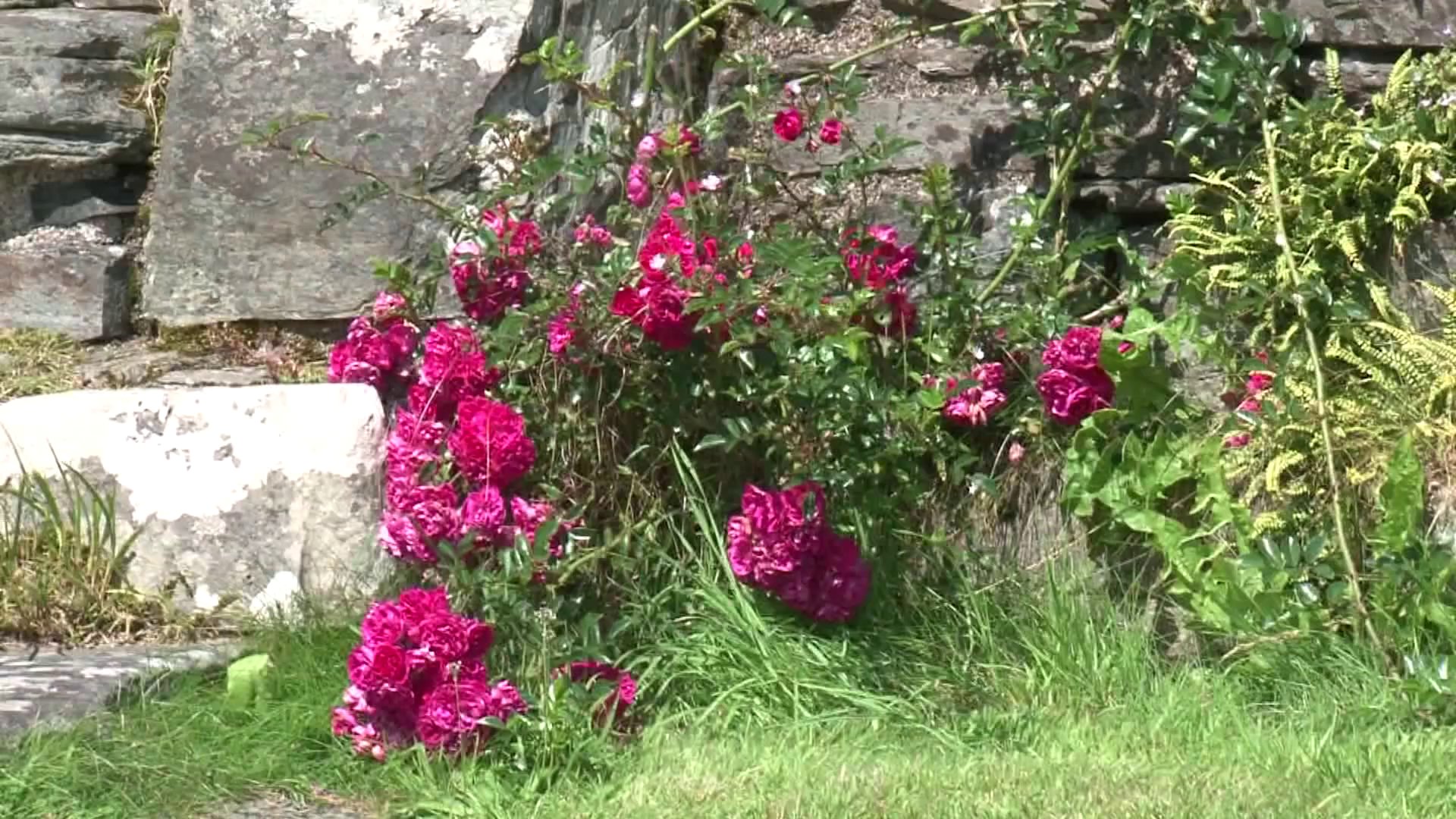 Ecosse - Croisière dans les Highlands