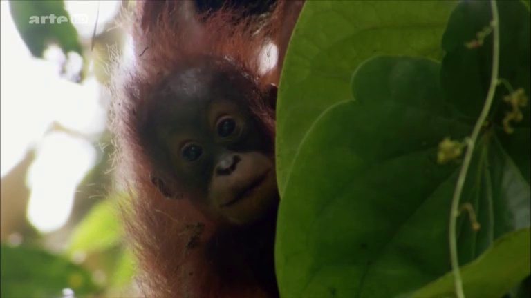 Documentaire La fabuleuse histoire de l’évolution – Ep02 – Bornéo