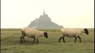 Le Mont Saint-Michel, la baie nourricière