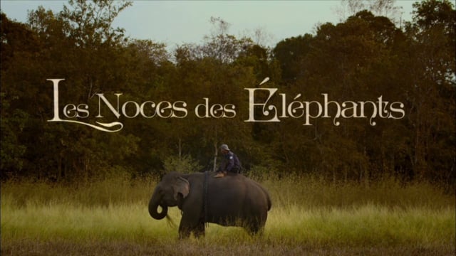 Les noces des Eléphants