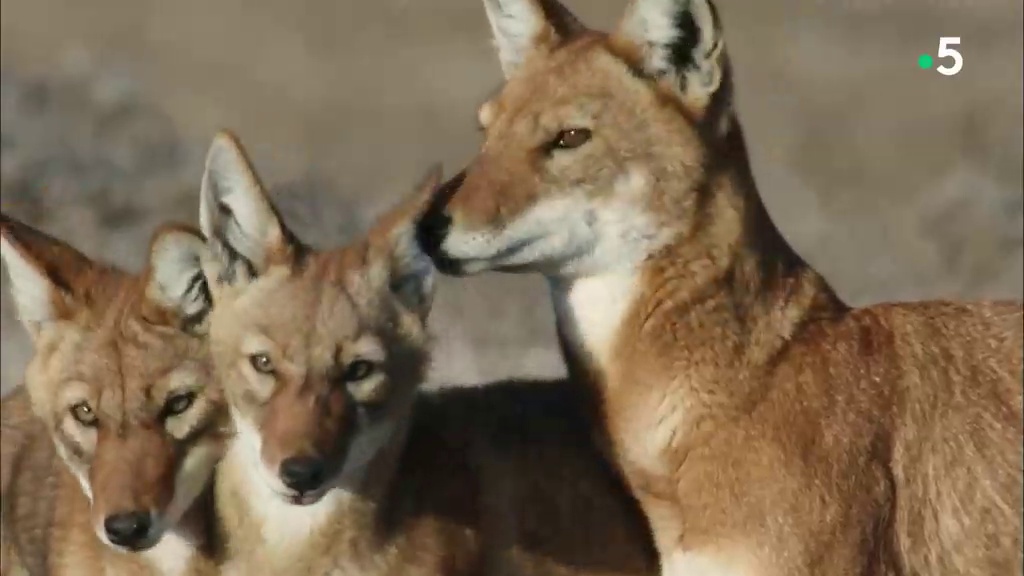 Les derniers loups d'Éthiopie