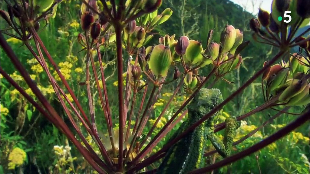 Documentaire Les virtuoses de la nature – Les maîtres du camouflage