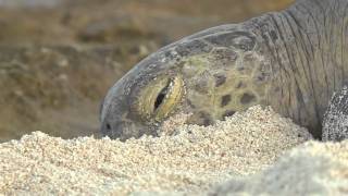 Documentaire Entre terre et mer – Les tortues du récif de l’Entrecasteaux