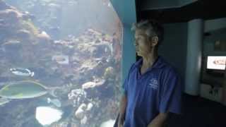 Entre terre et mer - Les requins