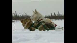 Documentaire Grandeur Nature –  Le chant des loups