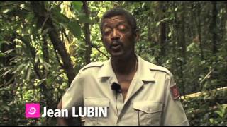 Documentaire Le bambou, un ami bien encombrant