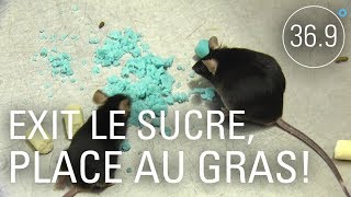 Manger gras pour rester en bonne santé?