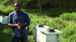 Les coulisses de la Science - Le monde des abeilles