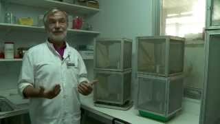 Les coulisses de la science – La dengue (1/2)
