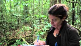 Documentaire Les coulisses de la science – La forêt calédonienne