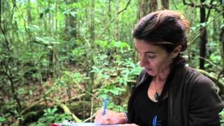 Les coulisses de la science - La forêt calédonienne